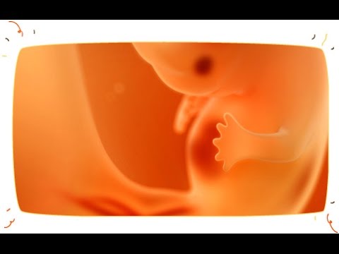 щоденник вагітності 8 тиждень щоденник вагітності 8 тиждень