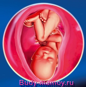 34 тиждень вагітності ворушіння плода, 34 тиждень вагітності двійня, 34 тижні вагітності фото плода, вага дитинчати, стать дитини, тягне живіт, узі стать дитини