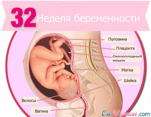 32 тиждень вагітності фото 32 тиждень вагітності фото