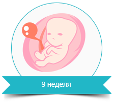все про вагітність перший триместр все про вагітність перший триместр