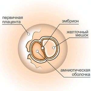 4 тижні вагітності фото плода, чотири тижні вагітності 4 тижні вагітності фото плода