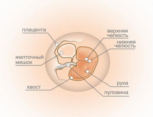 узі вагітність 5 тижнів узі вагітність 5 тижнів