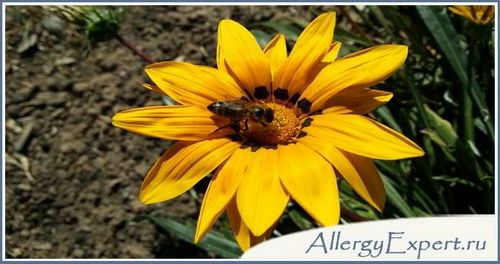 алергія на мед