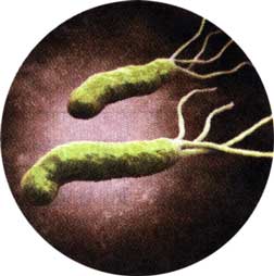бактерію helicobacter pylori