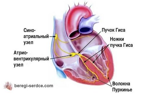 ЧСС