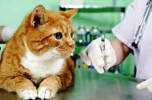 чума кішка симптом лікування домашній умова котячий