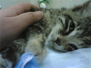 чума кішка симптом лікування домашній умова котячий