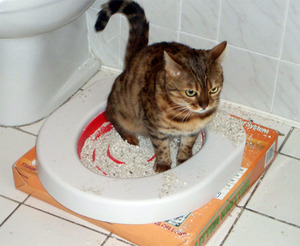 лікувати пронос кошеня домашній умова кіт ніж кішка причина лікування діарея робити