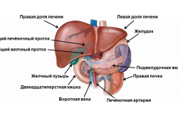 у кого лікувати печінку