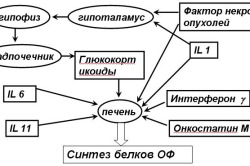 перший по печінці