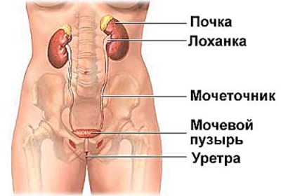 як лікувати мкд нирок