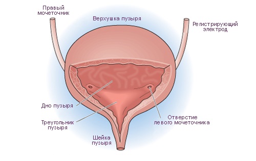 як лікувати кандидоз сечового міхура