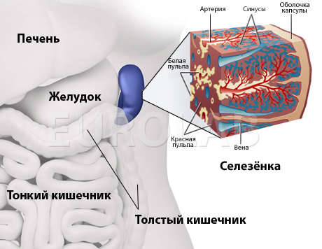 як лікувати кісту селезінки