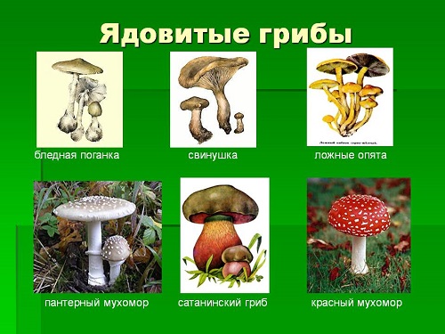 як лікувати отруєння грибами в домашніх умовах