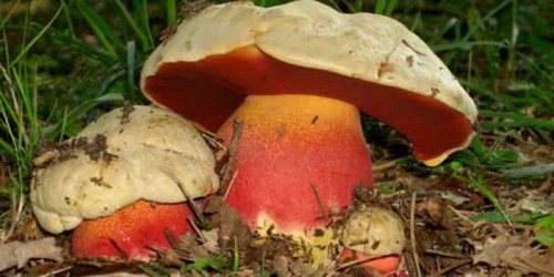 як лікують отруєння грибами