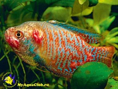 оформлення акваріумістика акваріумні рибки риби рослини зміст годування розведення