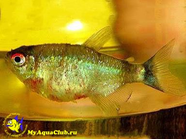 оформлення акваріумістика акваріумні рибки риби рослини зміст годування розведення
