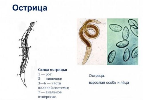 як лікувати гострики у людини