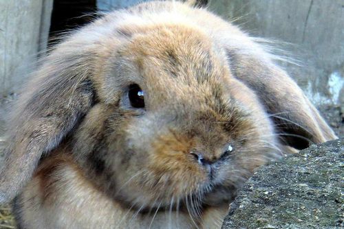 Захворювання дихальних шляхів хронічний нежить заразний