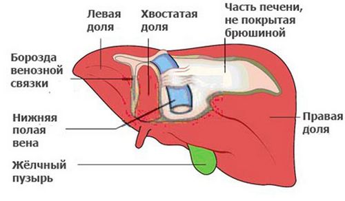 як лікувати печінку