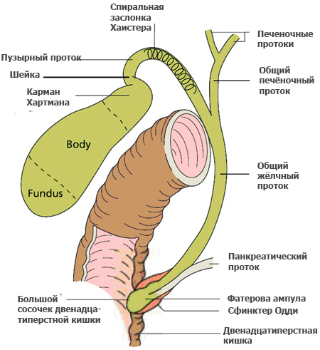 як лікувати непрохідність жовчі