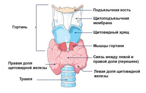 можна вилікувати зоб