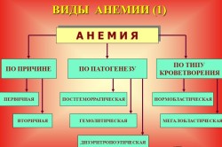 органи кровотворення