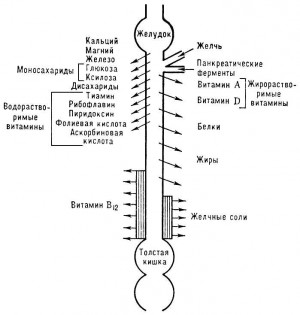 як лікувати шлунок після булімії