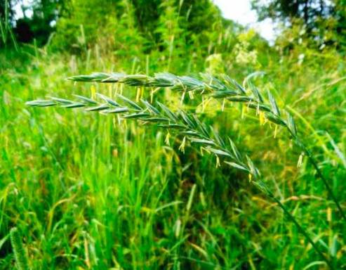 лікувати псоріаз народна медицина