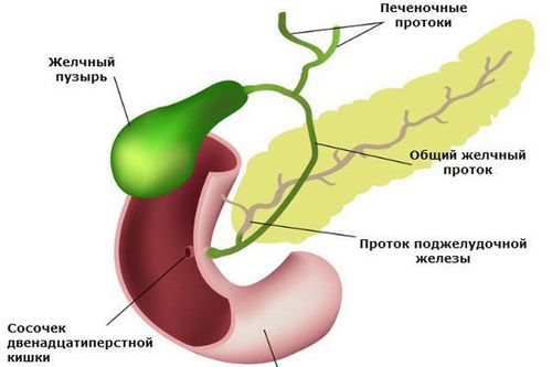 лікувати печінку і жовчний міхур