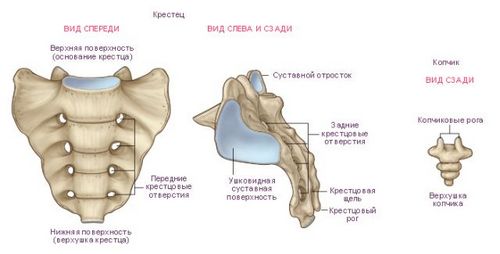 шишка на п'ятій точці