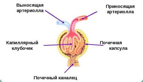 сольовий діатез нирок