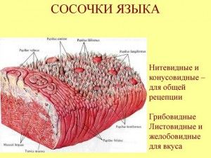 як лікувати запалення сосочків мови