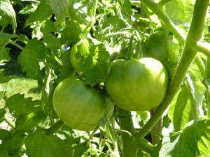 зелені помідори варикоз