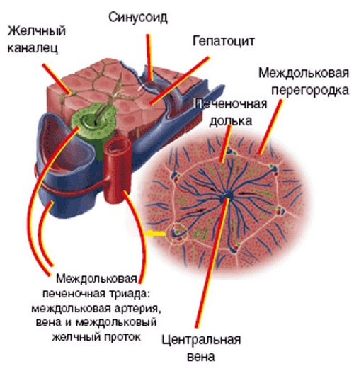 структура печінки зерниста мелкозерниста дифузно неоднорідна зміни