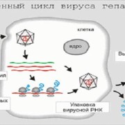 гепатит а скільки лікується