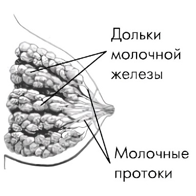 як довго лікувати лактостаз