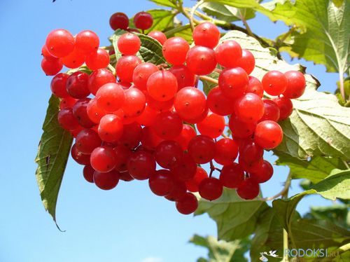 як лікувати кісту жовтого тіла народними засобами